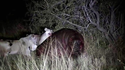 Lions vs hippo - hippo, lion, but a swarm garden until his death.