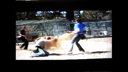 Bears vs human - a total shock, bears attack people.