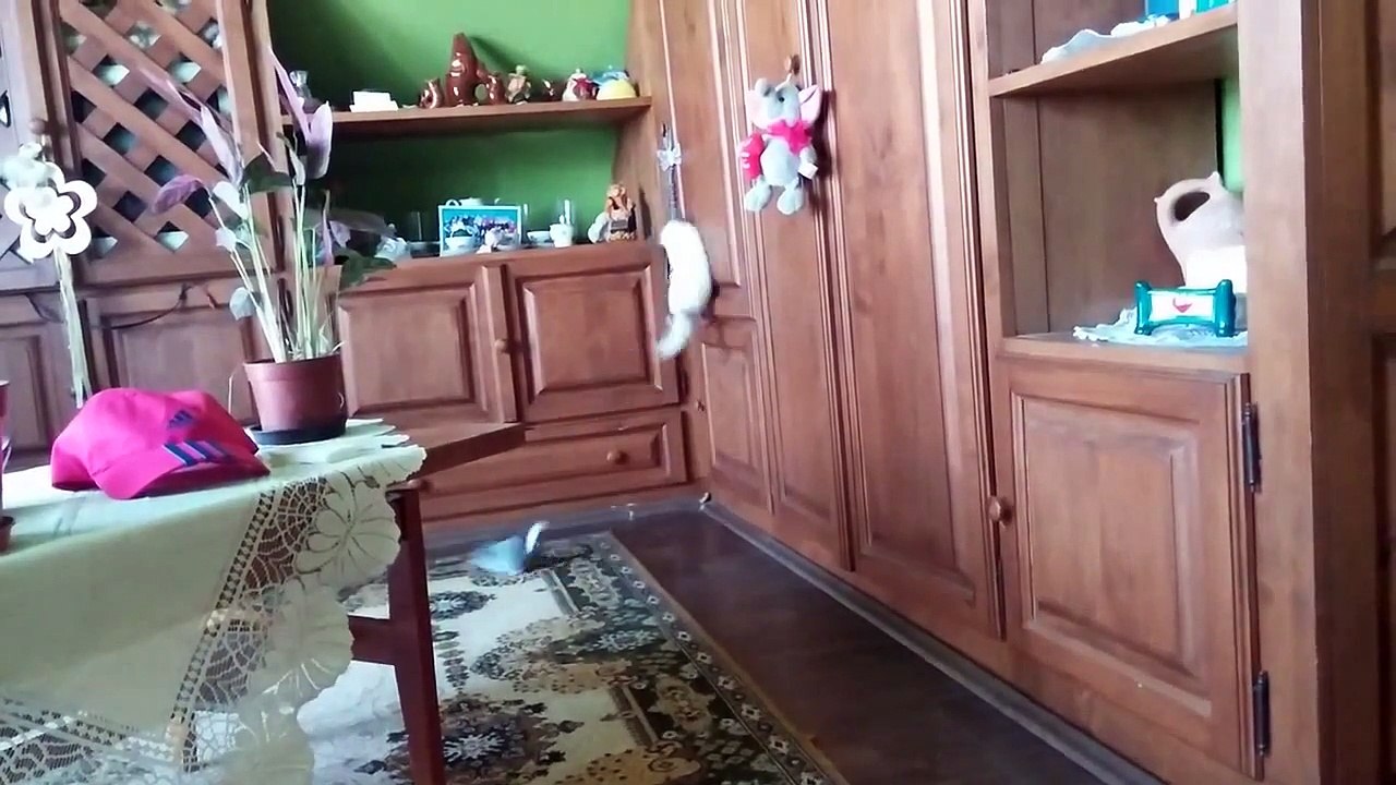 Chinchilla dust bath funny.Funny chinchilla compilation.Cute little animals compilation.