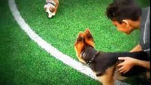 1 berger allemend vs 2 pitbull