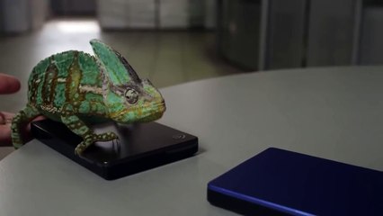 Chameleon Changing Color