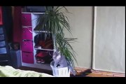 CAT - FUNNY VIDEOS Funny Cats Funny Animals Try Not To Laugh - funny cat - love pet