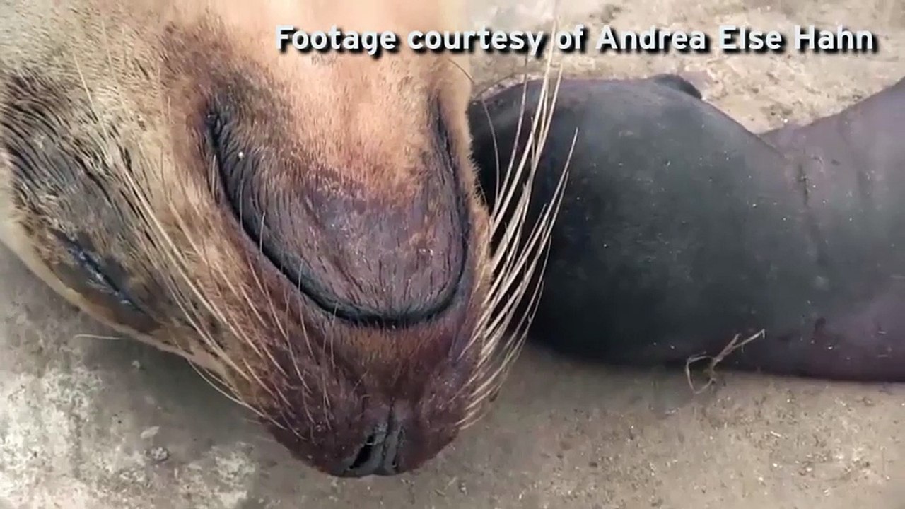 Heartbreaking moment sea lion appears to cry as it mourns the death of its pup - Mirror Online
