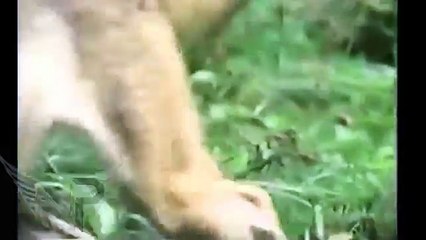 Amazing - Animal Attack - Fight Compilation 2016