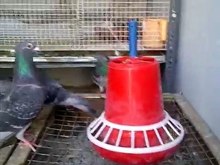 Racing Homer Loft Haroon 1 with music