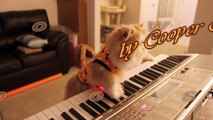 Kitten Duet  Spooky Halloween Music on Keyboard Piano