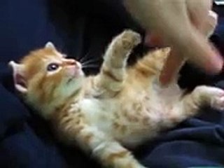 Kitten gets sleepy while playing
