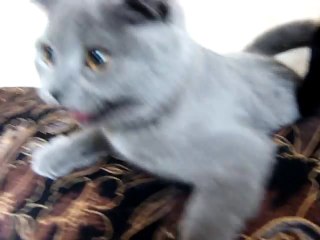 Котёнок Ксюша. Kitten Ksenia