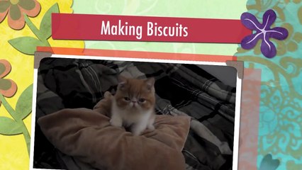 Cute Exotic Shorthair Kitten making his Bed