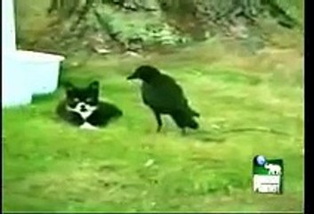 Crow adopts kitten