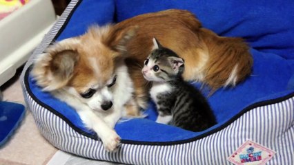 チワワに甘える子猫