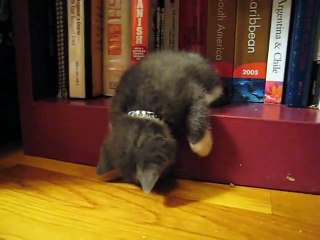 This is Waldo, the Kitten, Sleeping on a Bookshelf.