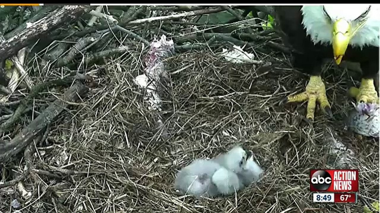 A second eagle is born on live cam