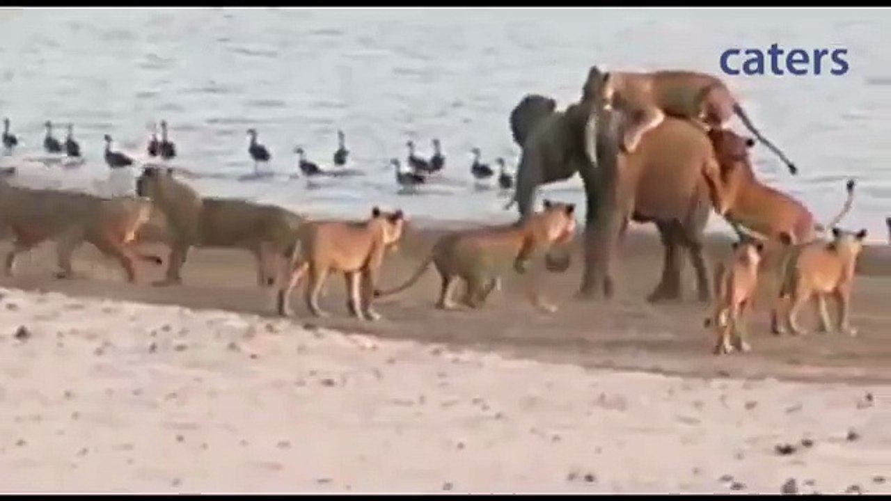 Young Elephant Fends Off Attack by 14 Lions