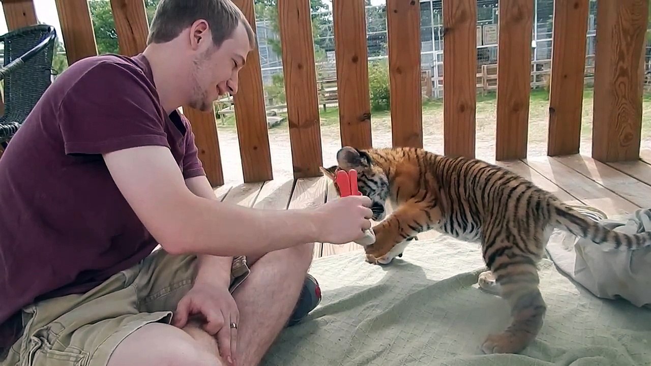 Baby Tiliger