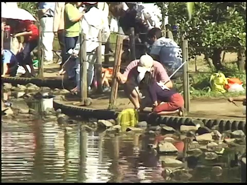 満開！しょうぶ苑の一日（東京東村山）