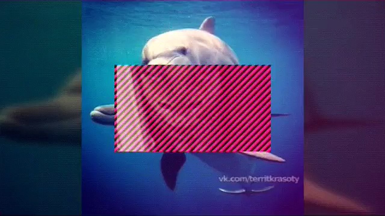 Funny animals