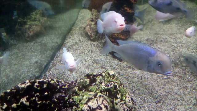 Ağzı Tıka Basa Yavru Dolu Beyaz Prenses