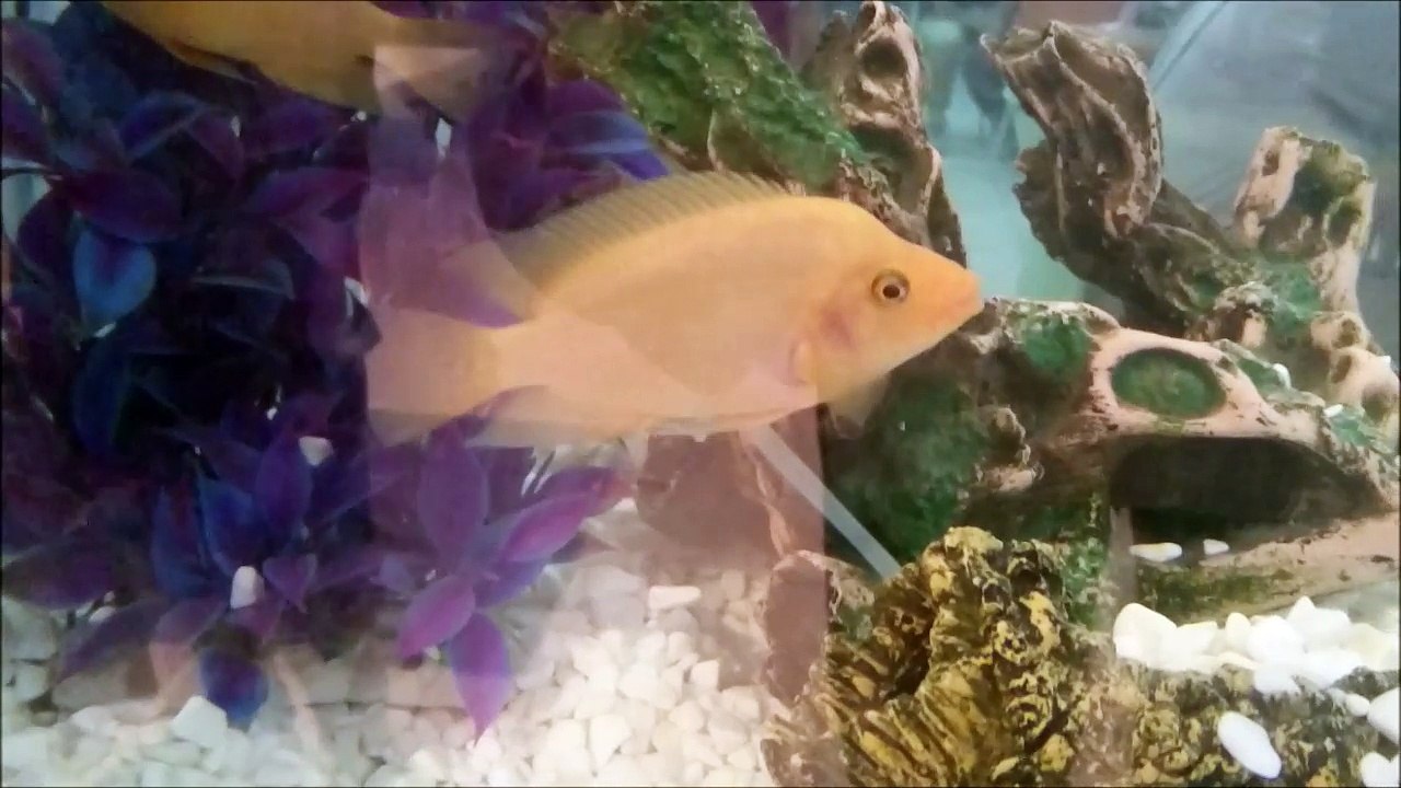 Amphilophus Labiatus Balığı