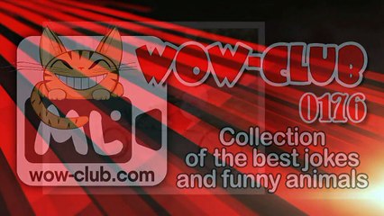 The Best Jokes and Funny Animals Compilation WOW-club #0179