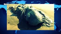 Criatura marina hallada en playa de México FUE IDENTIFICADA
