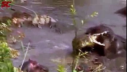 30 Most Horrifying Animals Fight - Real Fight