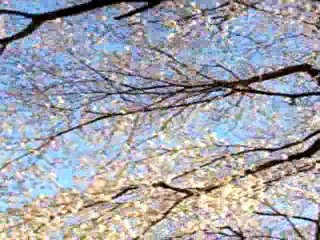 Japanese Cherryblossom 2006