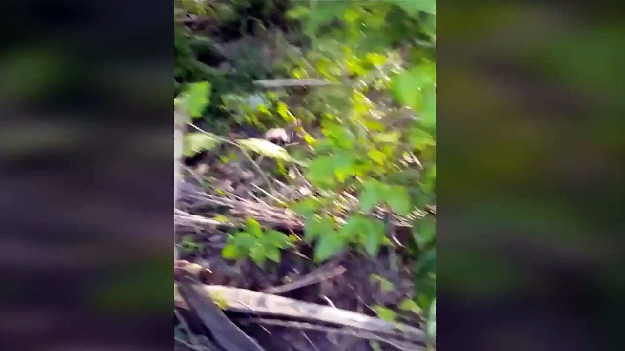 Funny Dog vs Chicken Best Funny Animals