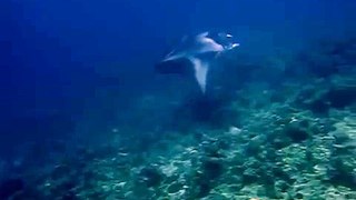 manta rays at the maldives 2
