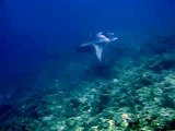 manta rays at the maldives 2