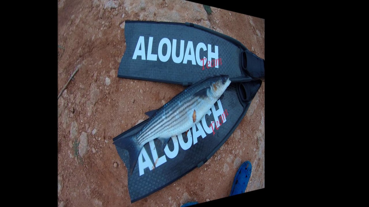 sortie chasse sous marine en mediterrannée le 20.03.2016