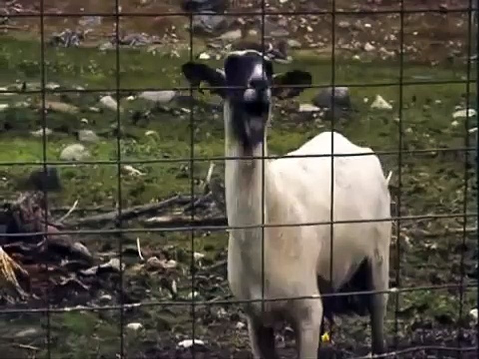 How Animals Eat Their Food | MisterEpicMann