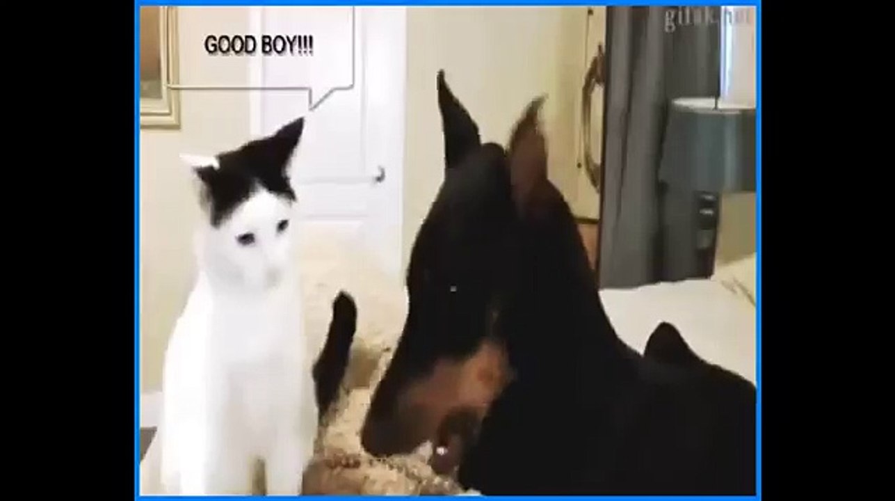 Funny Animals - A Funny Animal Videos Compilation 2016