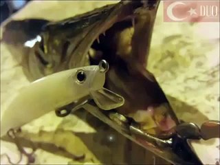 Duo TMS 140 at çek Baraküda avı