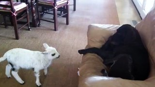Un bébé chèvre se bat contre la patte d