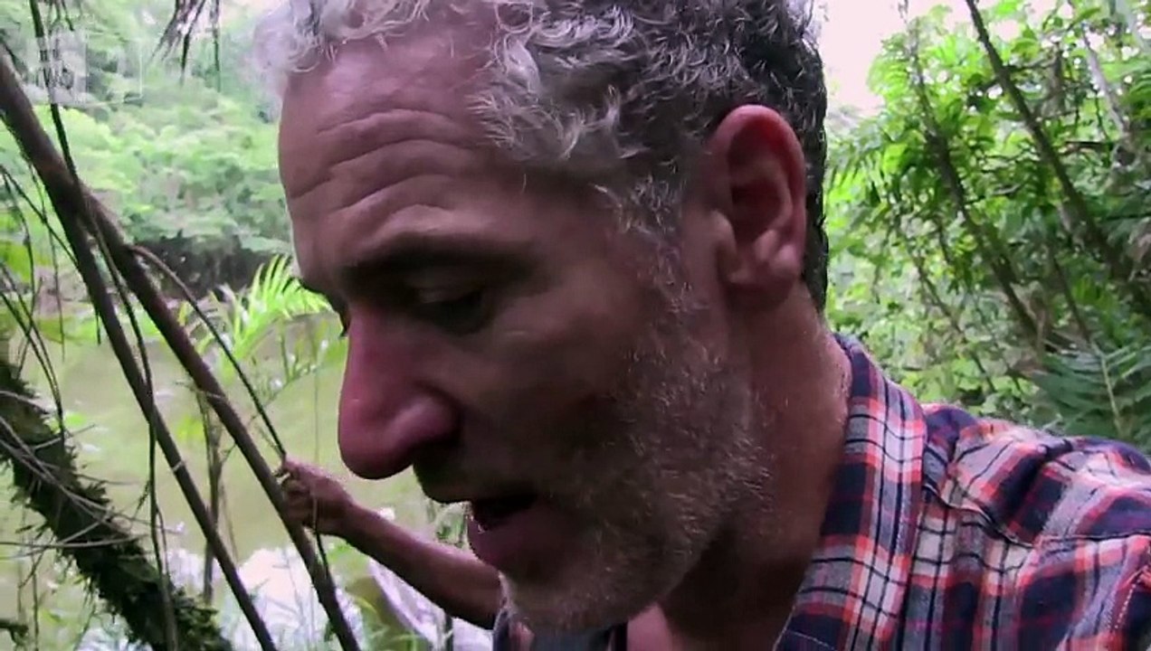 Un Anaconda géant capturé à la main dans la jungle Equatorienne !