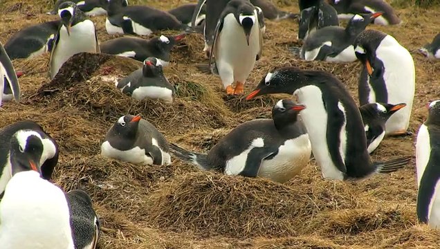 Pingouins tout mignons... qui chient dans tous les sens ! Manchots