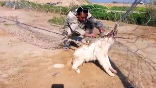 Un soldat Iraquien sauve un chien prisonnier d
