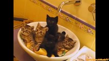 FUNNY VIDEOS Funny Cats Funny Cat Videos Funny Animals Cats Playing in Sinks Compilation