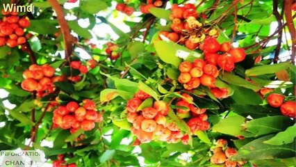 When farmers have bumper harvest | Fruits amazing photos compilation 2016