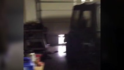 Ce chien essaye de sortir un os énorme par la trappe de la porte