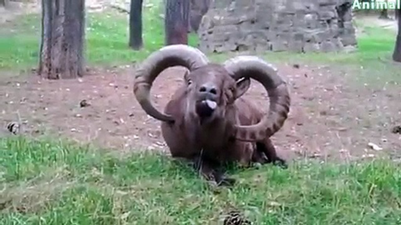 Funny Animals - A Funny Animal Videos Compilation 2016