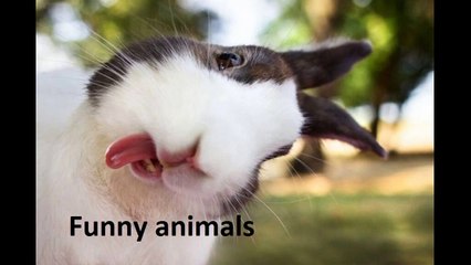 Смешные животные || Funny Animals #1