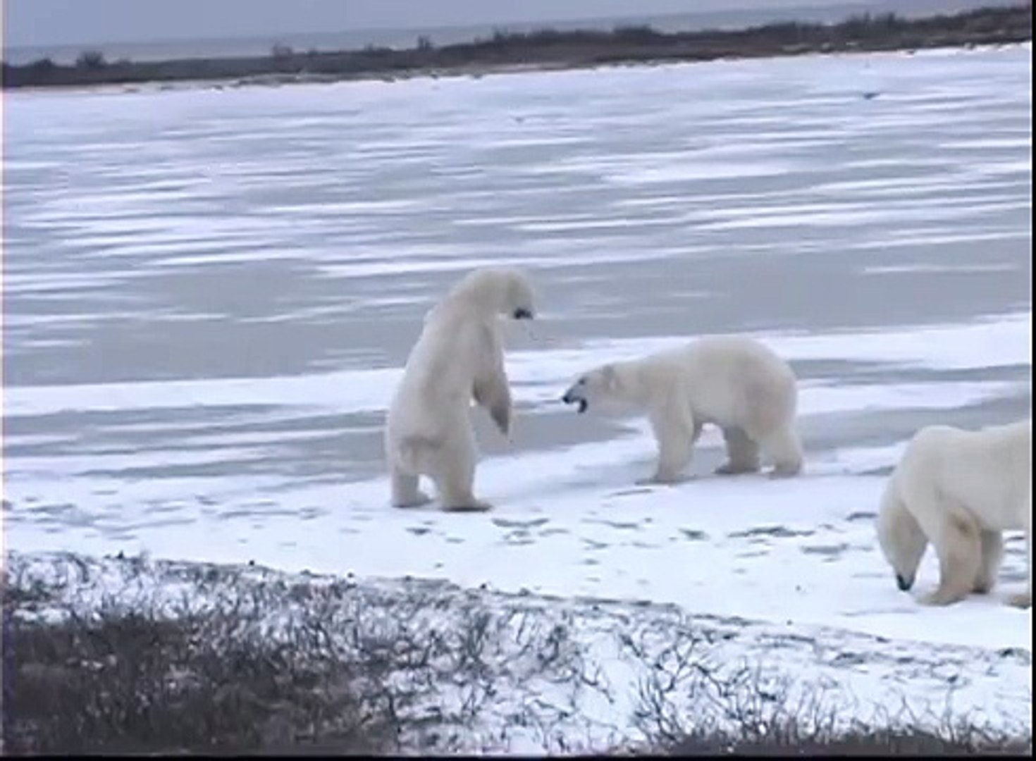 boxing polar bears