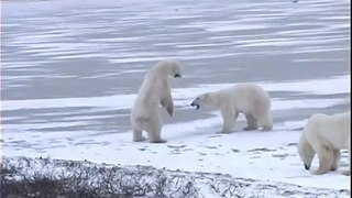 boxing polar bears