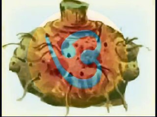 Bengali Nursery Rhyme Alphabet Bengali Kid Song