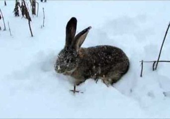 Curious Hare Loves the Ukraine Snow