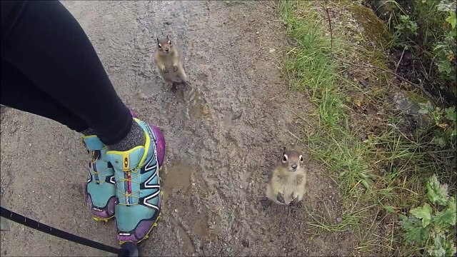 Squirrel Steals Airplane