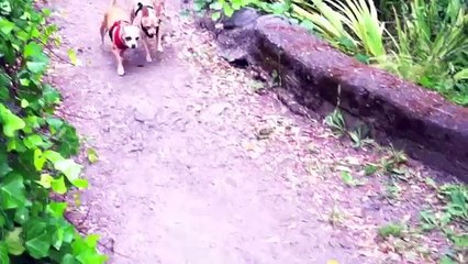 Happy Anniversary Mickey | A true story of our rescue