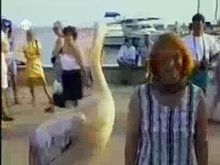 Monkey Plays With Dog Comedy Videos